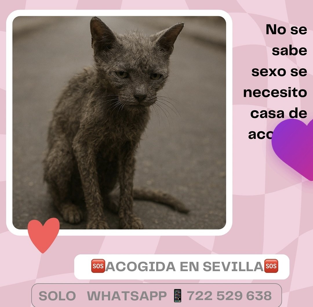 EL AMPARO DEL SUR tweet media