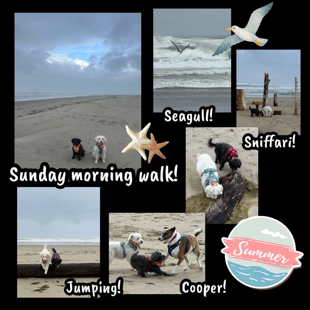 WhidbeyGypsy's tweet photo. Day 9, Zee Girls’ Adventure 

Overcast for our last morning walk here! We enjoyed 2 hrs walking on the amazing Tillamook Coast, Oregon, where we have made so many lovely memories!

#EverythingIsBetterTogether
#MakeHappyMemories

❤️Zip, Zoë &amp; Mom https://t.co/Clkb0xUHgq