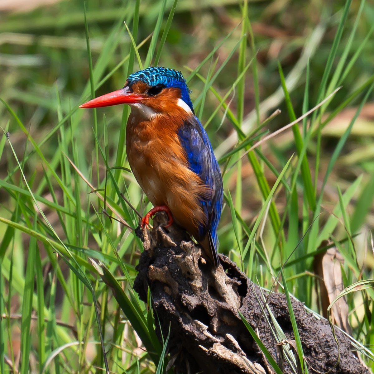 JRaufman's tweet photo. Malachite kingfisher, Kigali, #birdsofRwanda July 2025 #birdphotography https://t.co/8s0aHkR0CE
