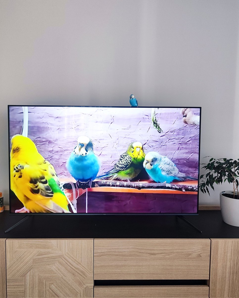 İlgilenilmeyen bir evde, kafesi bohça gibi sarılmış, yemleri kurtlanmış, su kabı katman katman siyahlaşmış halden kurtarıp sahiplendiğim kuşumun iştahla dal darısını yedikten sonra kendi isteğiyle televizyonun üstüne uçup rahatça kaşınması benim için başarıdır. Gerisi boş.