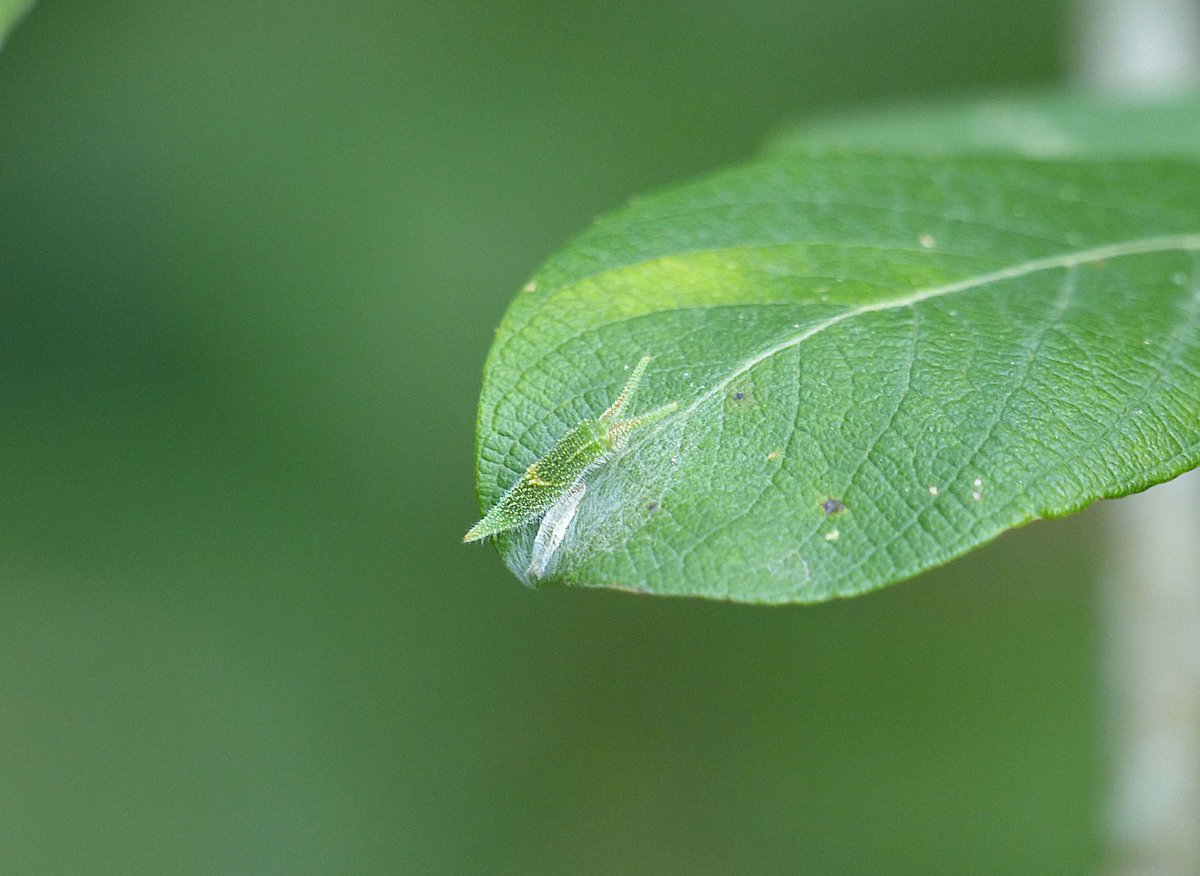 Matthew Oates tweet media