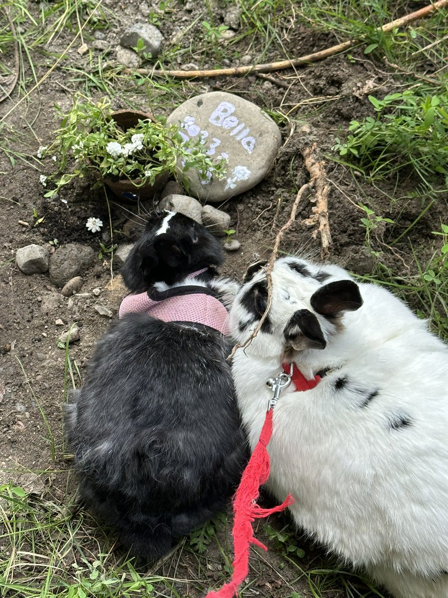 JawaCanada's tweet photo. Good bye my love Bella 😭 https://t.co/bXzbogHLgb