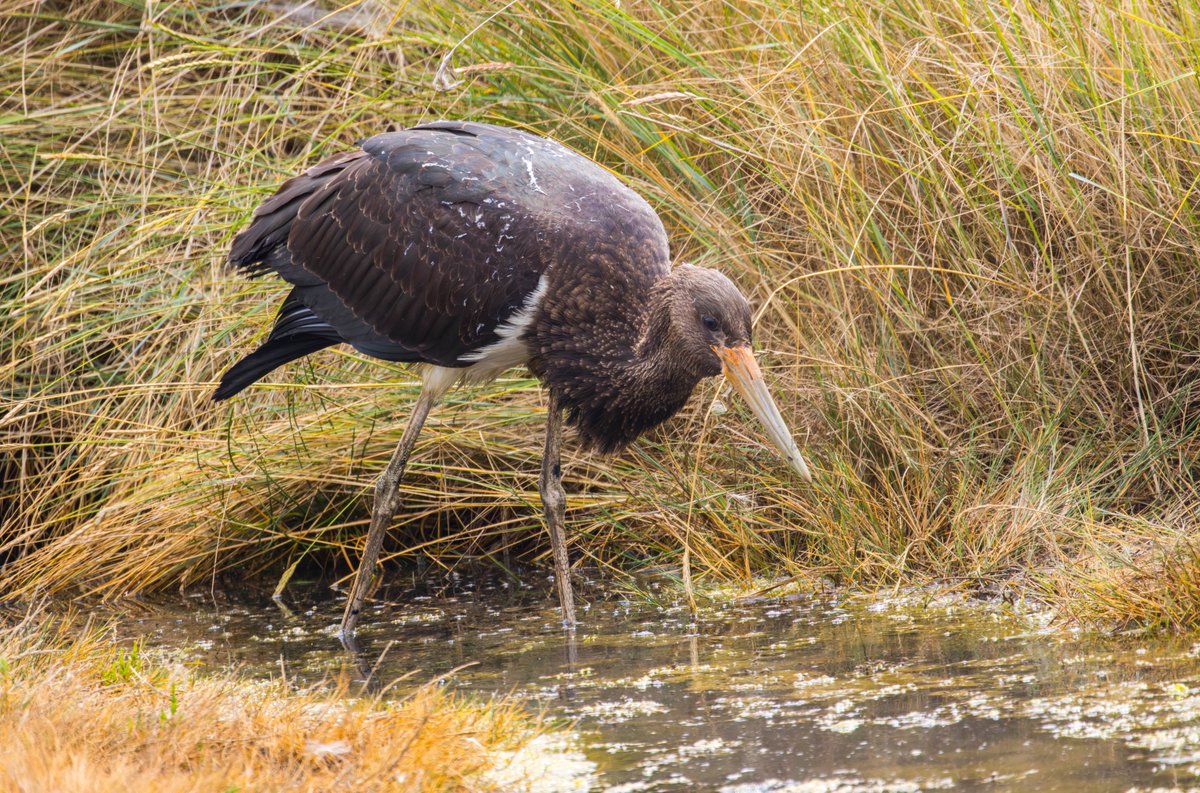 Peter Garrity tweet media