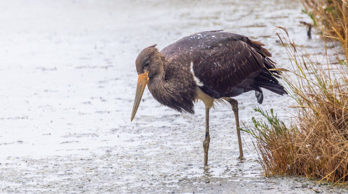 Peter Garrity tweet media