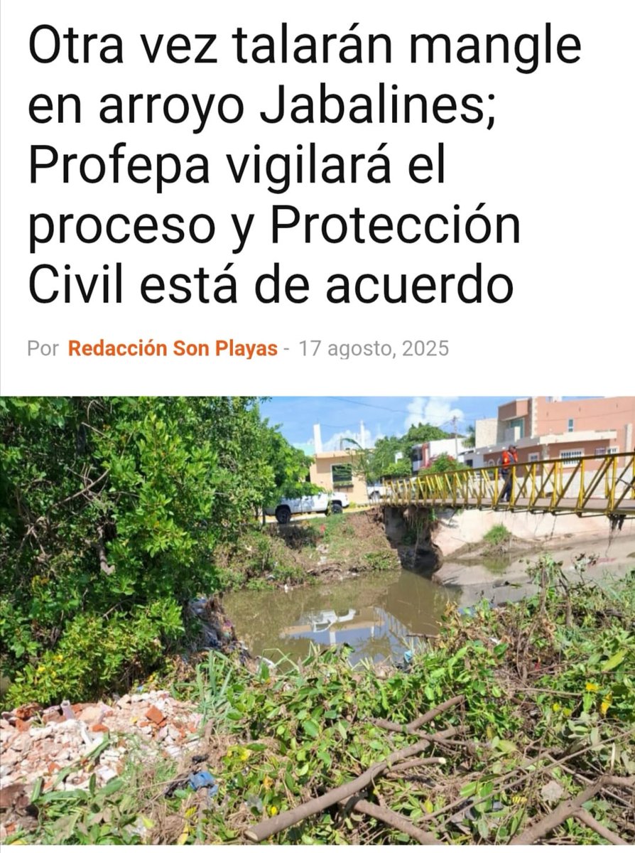 Autoridades de la Profepa, Semarnat y Protección Civil confirmaron que se talará el #mangle de un polígono del arroyo Jabalines, en #Mazatlán, para prevenir #inundaciones...
sonplayas.com/medio-ambiente…