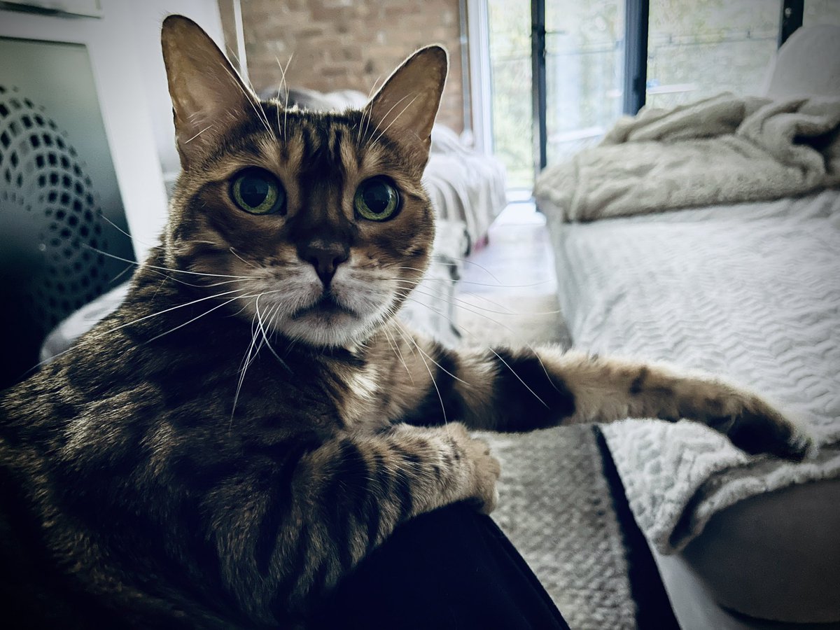 Percy_BengalCat's tweet photo. Chilling on Sunday #keepalegoutcrew #teambengal #weekendmood #cats ๐บ https://t.co/XwDOQCn9M4