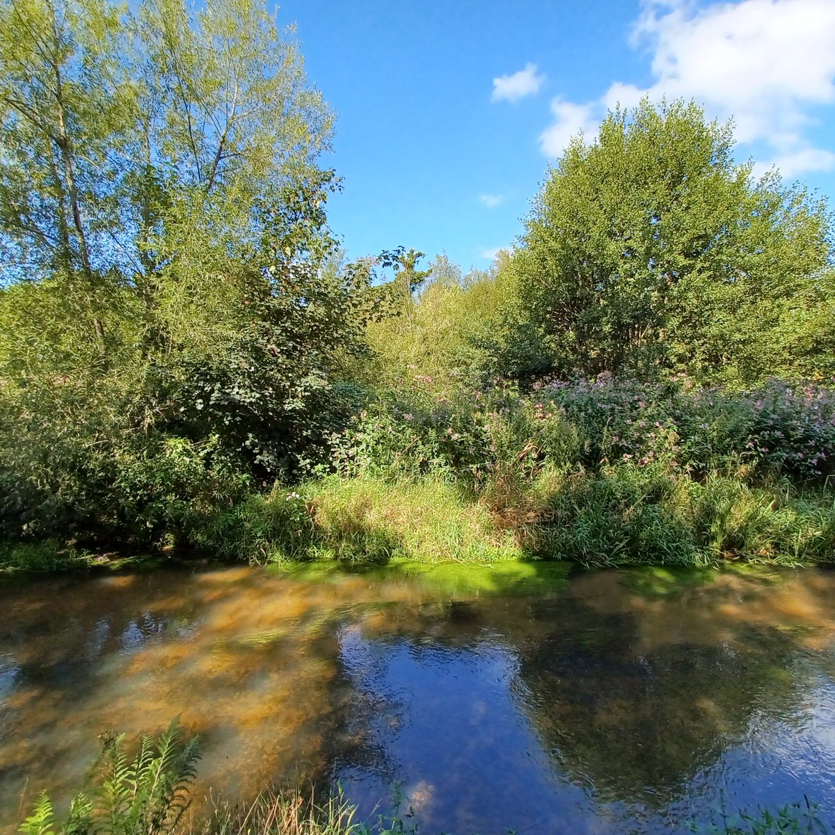 StartLicensing's tweet image. Lovely morning stroll along the #RiverWey #Tilford - nice to see a #river in such good condition - looks very clean and clear. 
@CanalRiverTrust @SurreyWT
#tilfordnatureserve