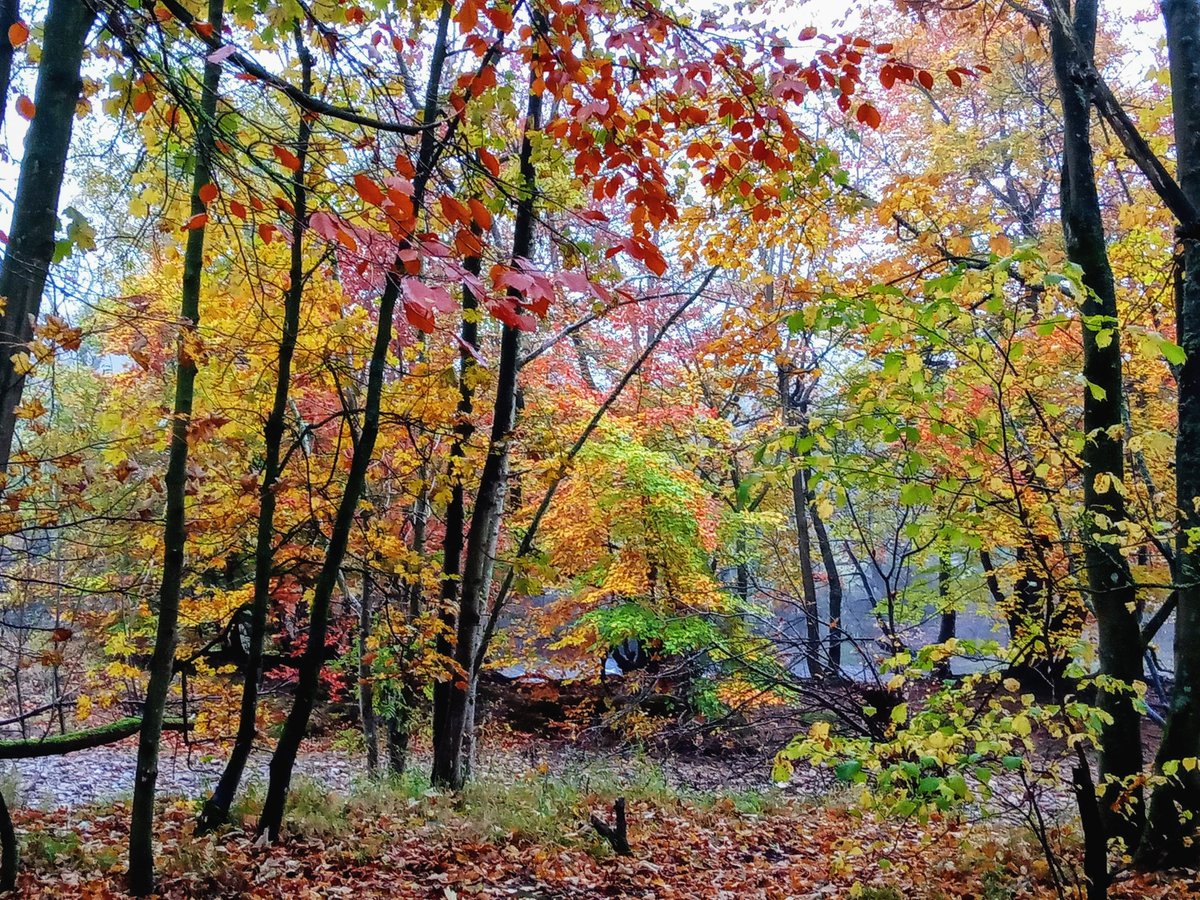 Wild wind blow
through me
rip through my woeful soul

let yellow leaves fall
where we etched 
our names in the linden bark

bury me in scarlet
blood &amp; bones
poor black widow

goodbye #abject sorrow
he waits for me
arms open
heart broken
&amp; I must go

#vss365