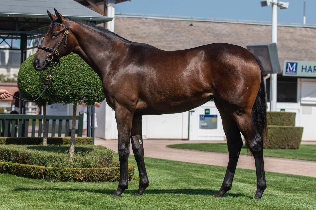 👑 #BAAEED x Magical Journey filly goes the way of <a href="/MarqueeAgency/">Marquee Bloodstock Agency</a> for €230,000 at <a href="/InfoArqana/">ARQANA</a> August Yearling Sale. She was consigned by Moanmore Stables 👏🔵⚪️