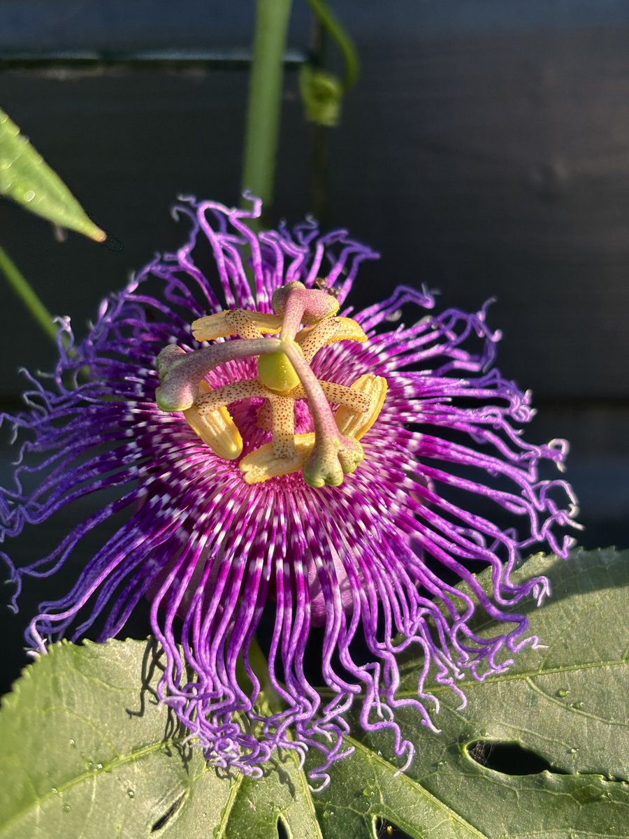 #Passiflora ‘Incense ‘ has started to flower. 
Truly a beauty (like all other passion flowers though 😁) 🌱