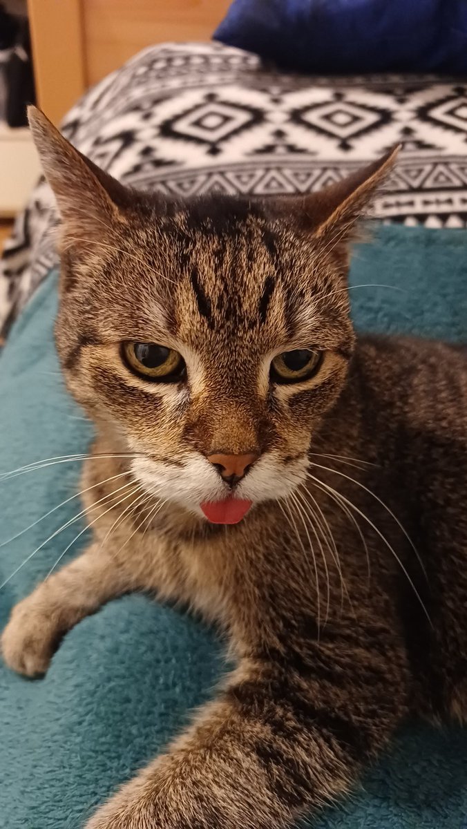 anna_rake's tweet image. Mlem 😸
