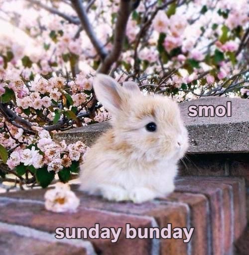 Bunnies (@bunnies) on Twitter photo 