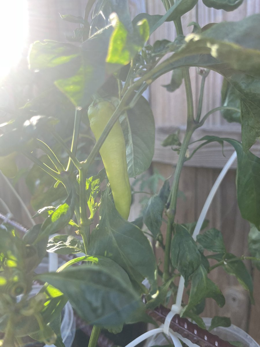 Been a while since I did a garden update. Things are going great!