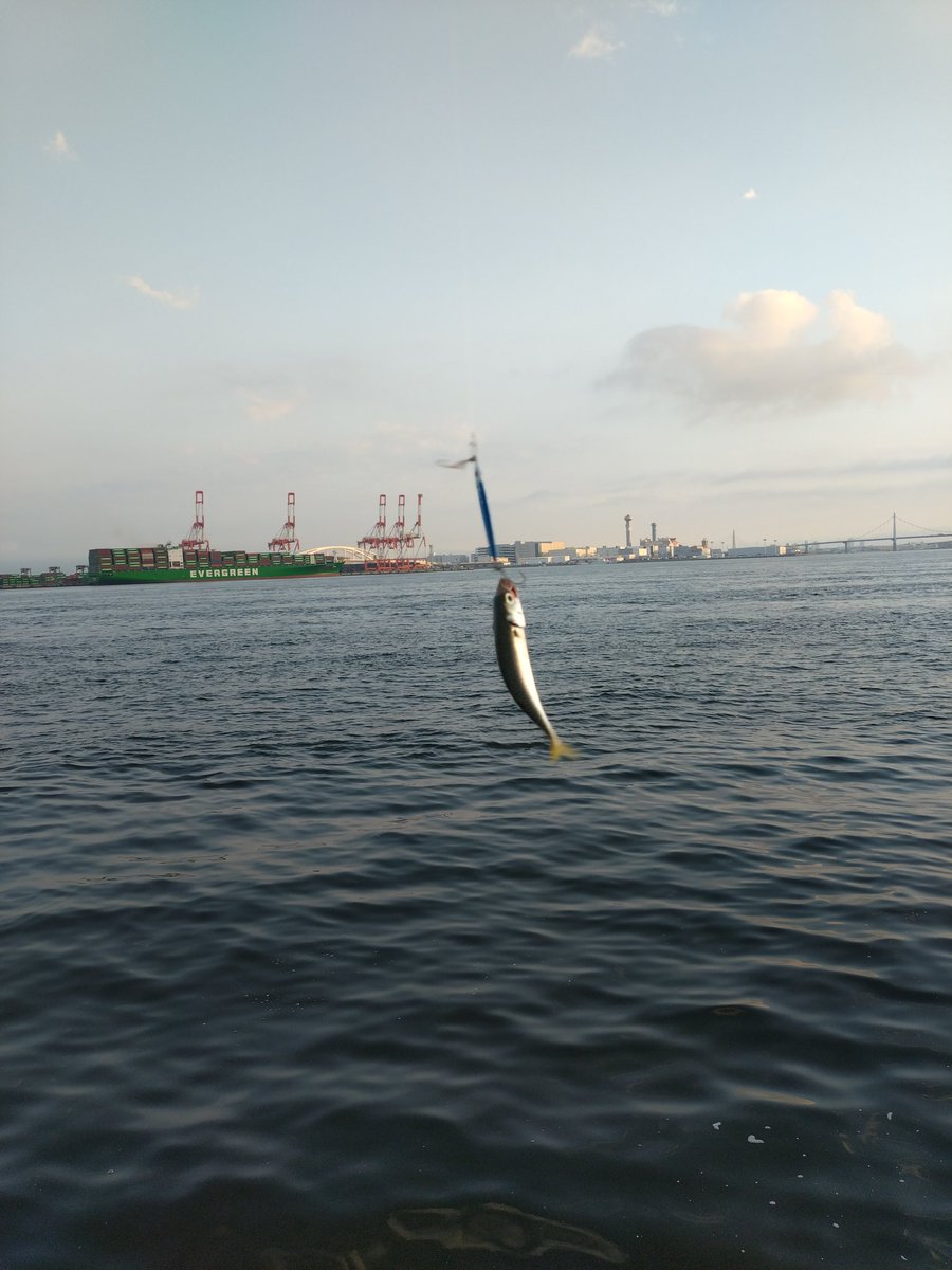 おはようございます☀️釣り三昧 のお盆休みでし
#ミニピン