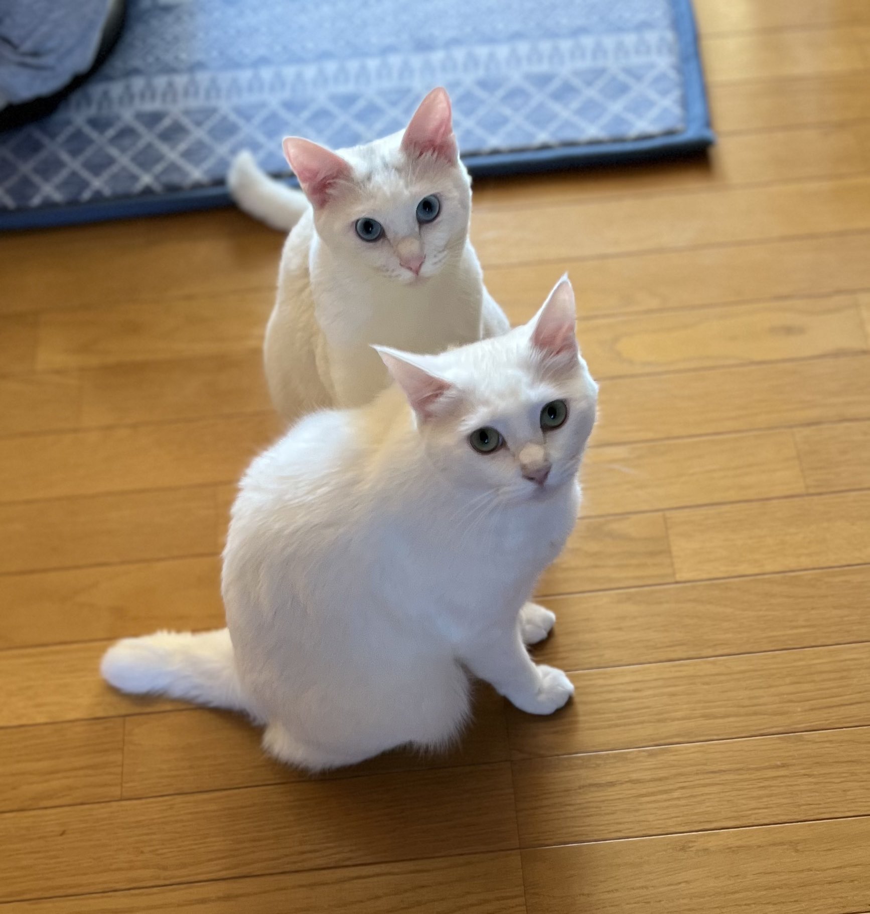 白猫好き 白猫ツインズ♪ 🐾ソラとウミ🐾 on X: 