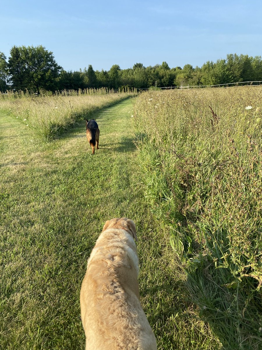Sunday night walking Haley and Gunner