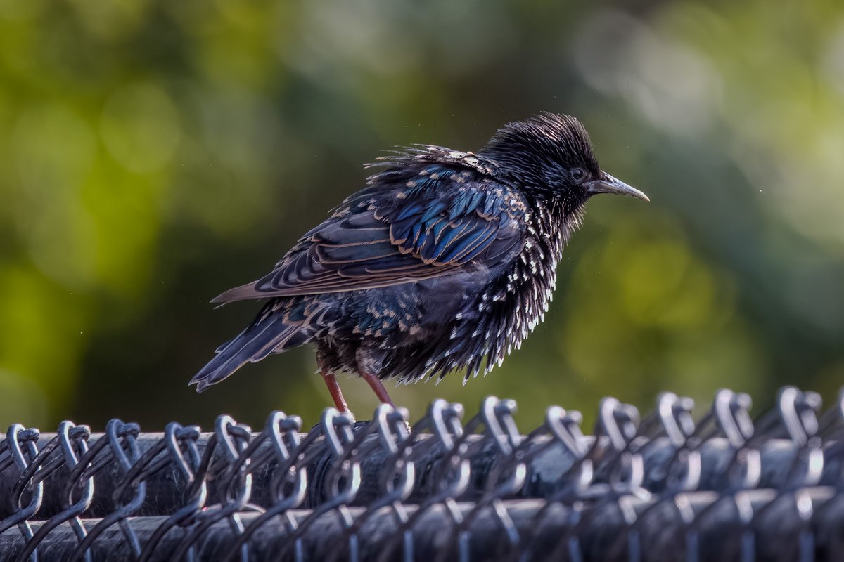 That’s exactly how it felt today with the weather! #birds #birding #birdsinwild #birdphotography #twitternaturecommunity #Canon #IndiAves #WildlifePhotography #BirdsSeenIn2025