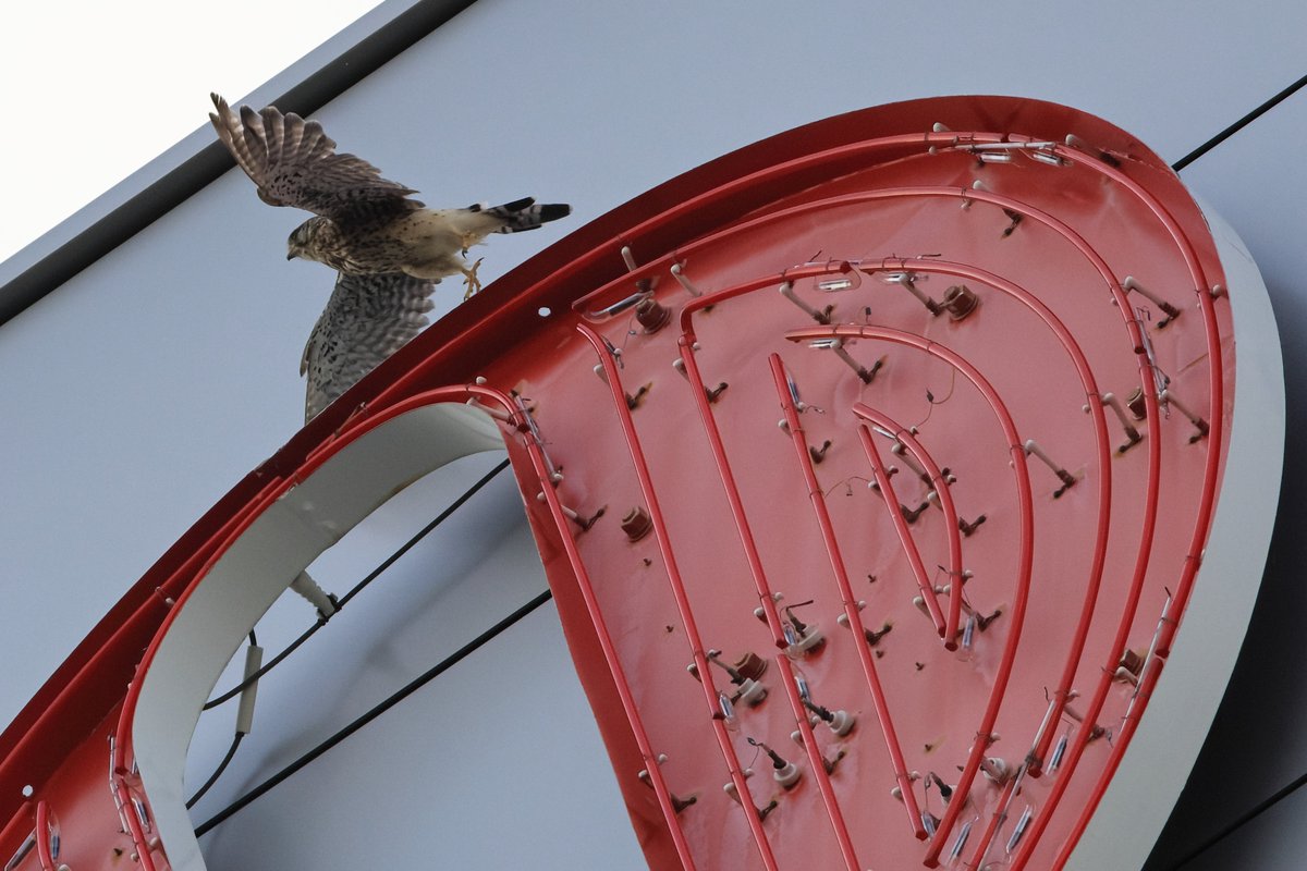 キヤノン本社のネオンサインがお気に入りの #チョウゲンボウ 。
この日は「O」に来ていました。

▼野鳥写真図鑑「チョウゲンボウ」
global.canon/ja/environment…