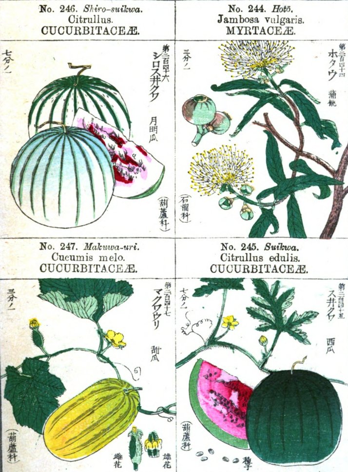 明治時代に刊行された図鑑かな・・・面白い。 