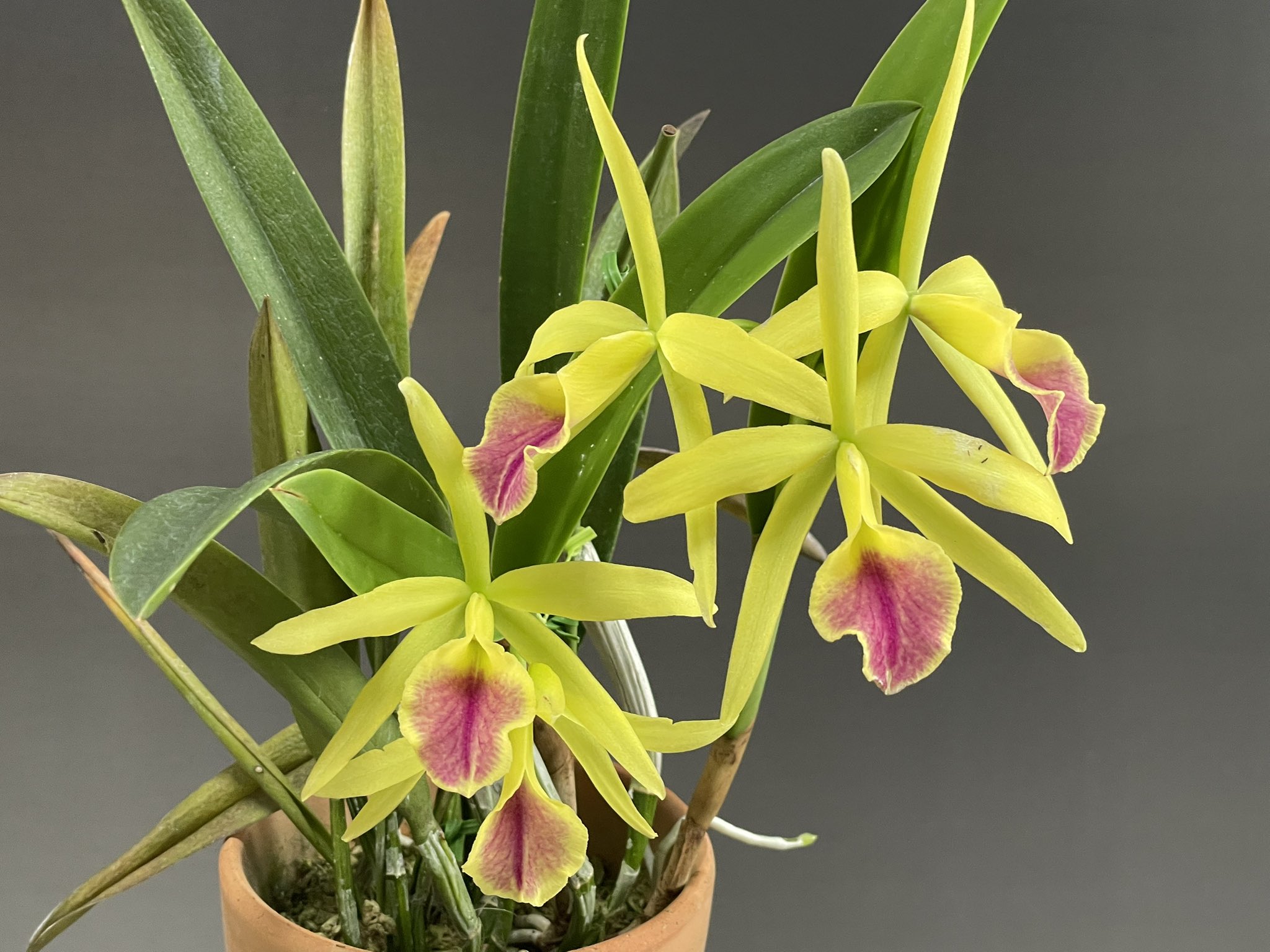 アントニーニ　 　　花 Gucci X Adidas ZX 8000 Low Top Sneakers Men's Pink Green 8