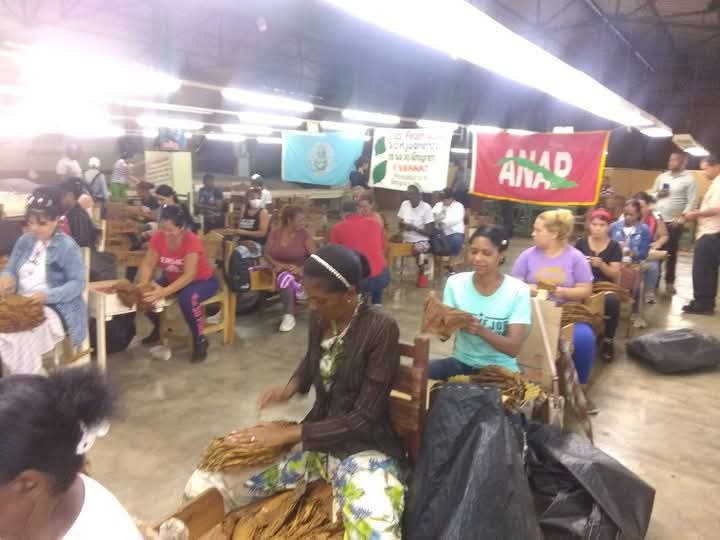 El beneficio del tabaco, en su inmensa mayoría, está en manos de mujeres. <a href="/TeresaBoue/">@SecGFMC</a>, <a href="/YamileRamosCord/">Yamilé Ramos Cordero</a> y <a href="/Zonya19194651/">Zonya Rivero</a>, en San Juan y Martínez, #PinardelRío, compartieron la jornada de hoy domingo, en esta labor, en saludo al aniversario 65 de la FMC.

#MujeresEnRevolución