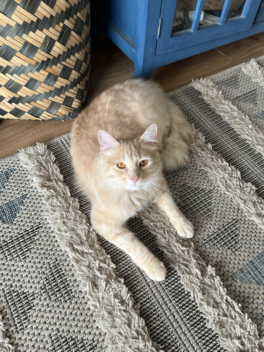 RepuChile's tweet image. In memory of Milo 2023-2025 

Your life might have been short. But we gave you all we could to make it the best you could possibly have

I will always remember whenever we go to the beach how you would meow at us until we buried you in the sand just due to being silly :&amp;lt;