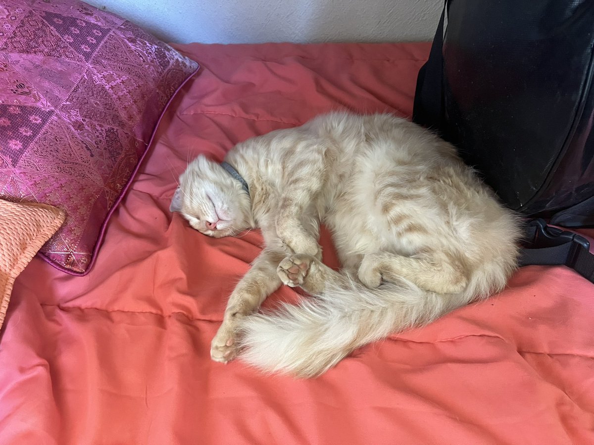 RepuChile's tweet image. In memory of Milo 2023-2025 

Your life might have been short. But we gave you all we could to make it the best you could possibly have

I will always remember whenever we go to the beach how you would meow at us until we buried you in the sand just due to being silly :&amp;lt;