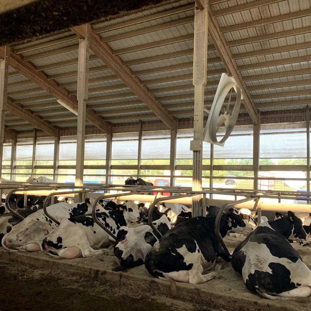 🐮Did you know dairy cows spend 12-14 hours a day lying down, chewing their cud, and relaxing?
😴This isn’t due to laziness; it’s how they digest their food efficiently, make milk, and stay healthy! 🥛 A relaxed cow is a productive cow.

#CowFacts #cowcare #cowcomfort #chewingcud
