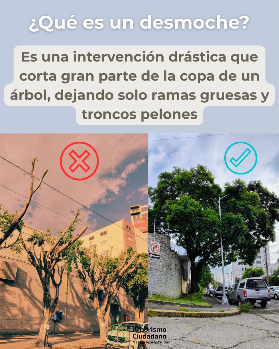 Arborismo Ciudadano tweet media