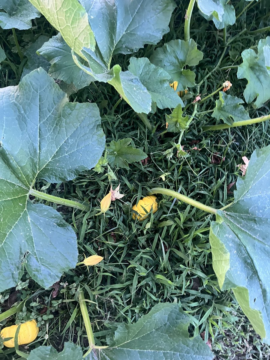 Pop up pumpkin patch!