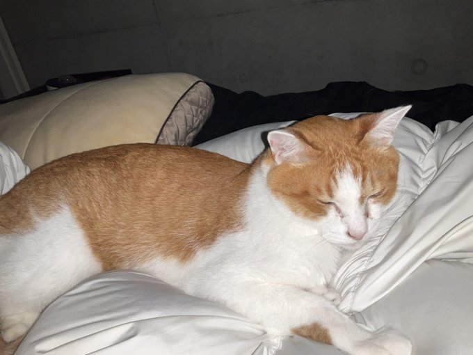 お前を守ることができた 