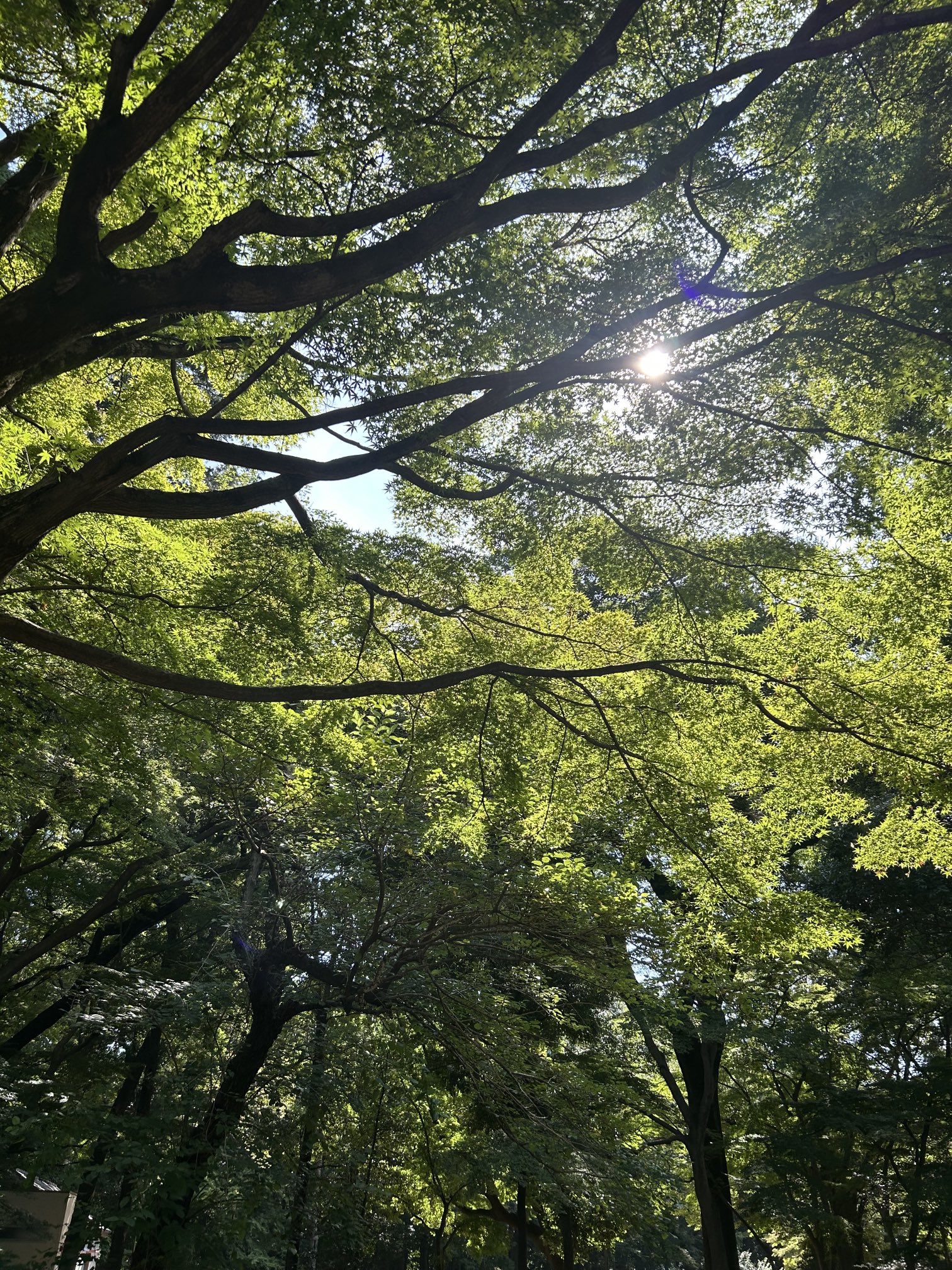 砧 小澤實 小澤實 『近現代俳句』（河出文庫）出ます (@seisyokyo99) / X