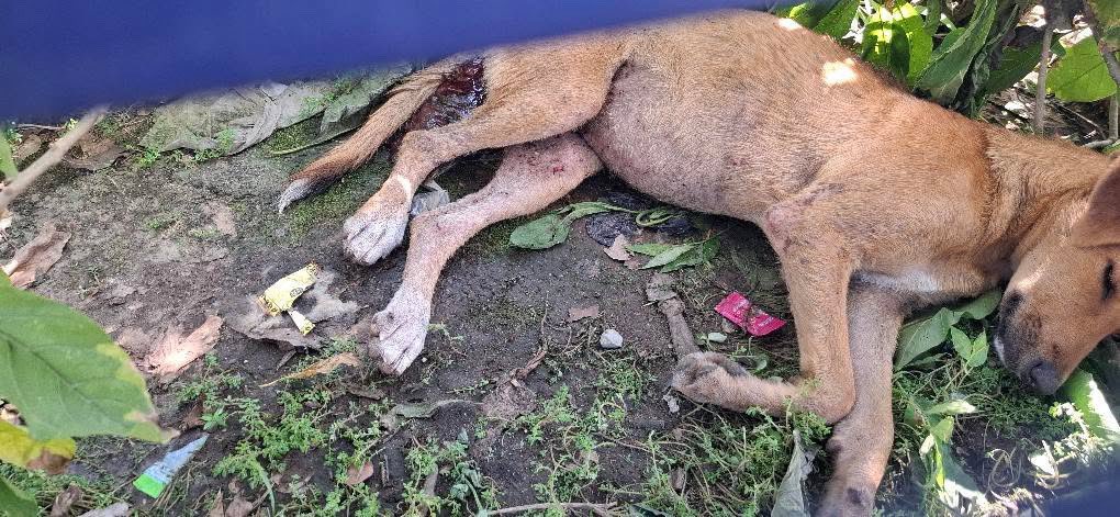 LLENO DE HORMIGAS Y MOSCAS
EMERGENCIA - SANTA ANA

“Al parecer han atropellado a ese perrito, está muy grave y lleno de hormigas y moscas, necesitamos que alguien lo recoja y lo lleve a una veterinaria 

Parada las rejas, Ciudad Arce, La Libertad, fuera de Ferretería Las Palmeras