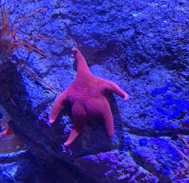 bu koca popolu deniz yıldızını favlayan herkese şans getirsin