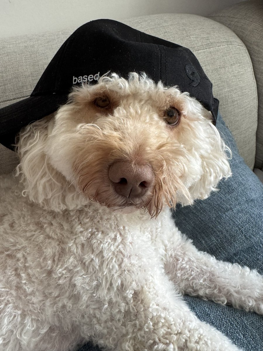 zjbrenner's tweet image. Nala is based