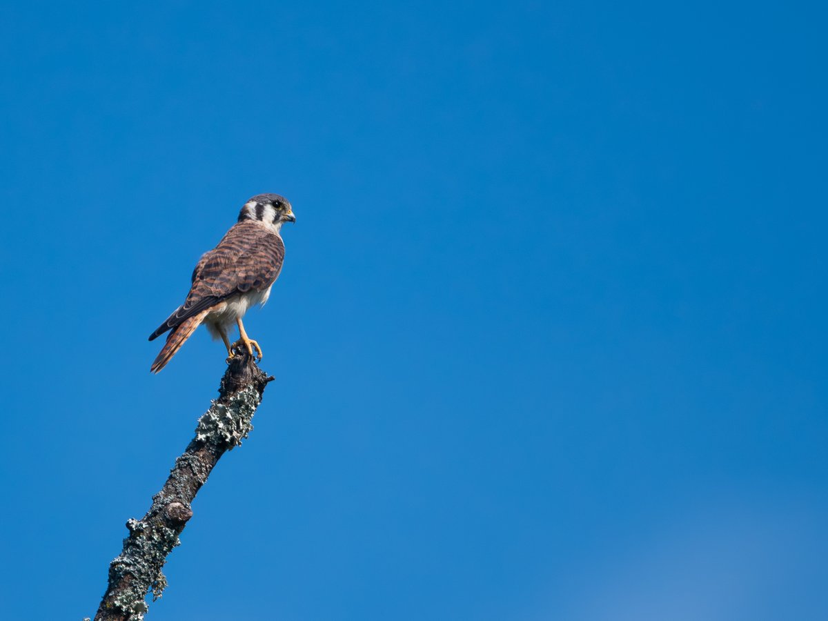 Female American Kestrel on overwatch.