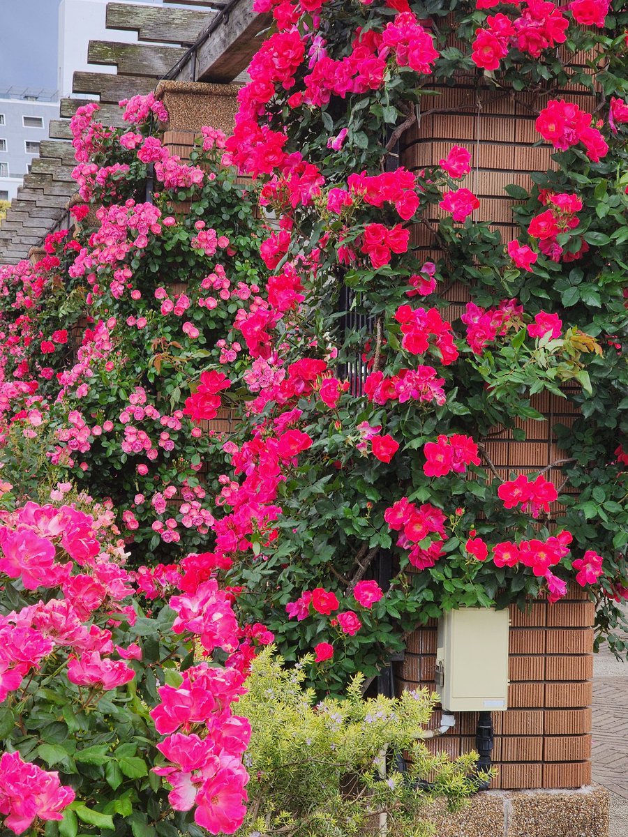 おはようございます（彩）