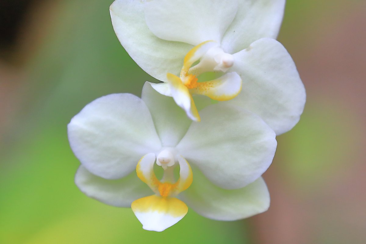 胡蝶蘭🌸花のバリエーション豊富な💫素敵な花✨虜になりますね☺️
#花好きな人と繋がりたい  #花が好きな人と繋がりたい #はなまっぷ #キリトリセカイ