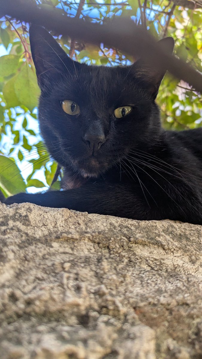 el Amigohms tweet media