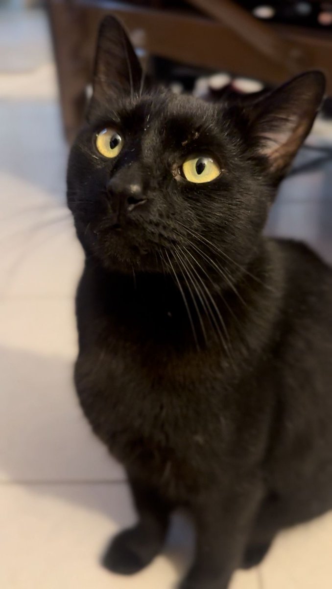 el Amigohms tweet media