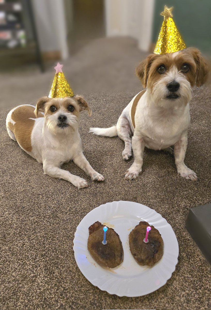 MillieandGriff's tweet photo. Birthday fun ๐ We turned 6 today! #dogsofX Time goes so fast! https://t.co/eaGA2hof8d
