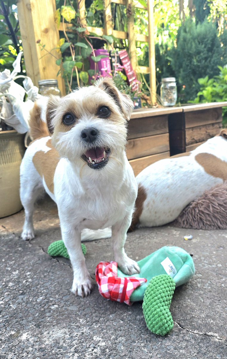 MillieandGriff's tweet photo. Birthday fun ๐ We turned 6 today! #dogsofX Time goes so fast! https://t.co/eaGA2hof8d