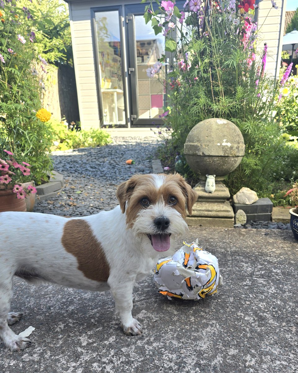 MillieandGriff's tweet photo. Birthday fun ๐ We turned 6 today! #dogsofX Time goes so fast! https://t.co/eaGA2hof8d