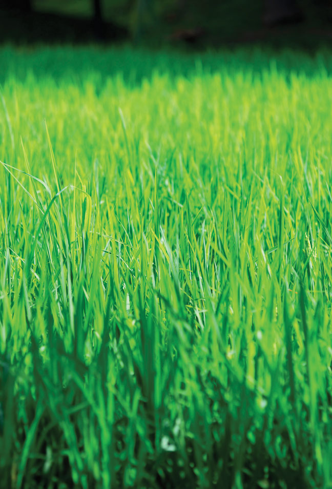Revive your lawn's glory! Don't let summer dull your grass. At Young's, we provide core aeration, slice seeding, and more. Call 609-654-5441 for an estimate!