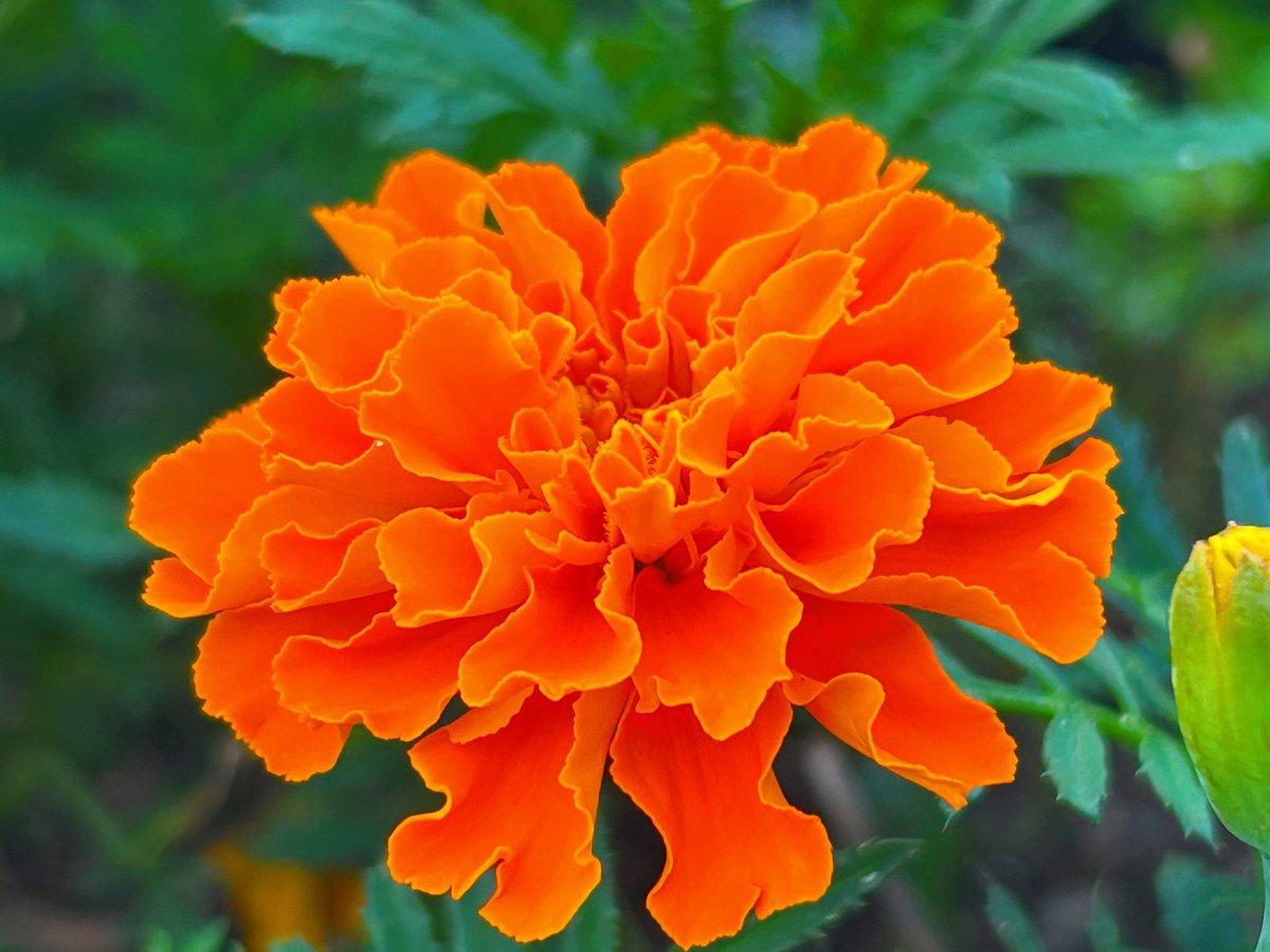 🍃🏵️☀️𝐺𝑜𝑜𝑑 𝑚𝑜𝑟𝑛𝑖𝑛𝑔︎ ☀️🏵️🍃
～美しい風景～