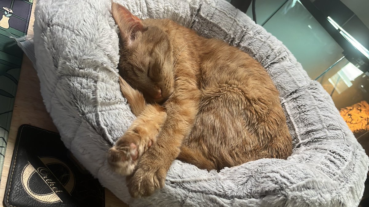 AmphiTV's tweet image. Sleepy time while dad streams🥺
Come say hiiii twitch.tv/amphitv