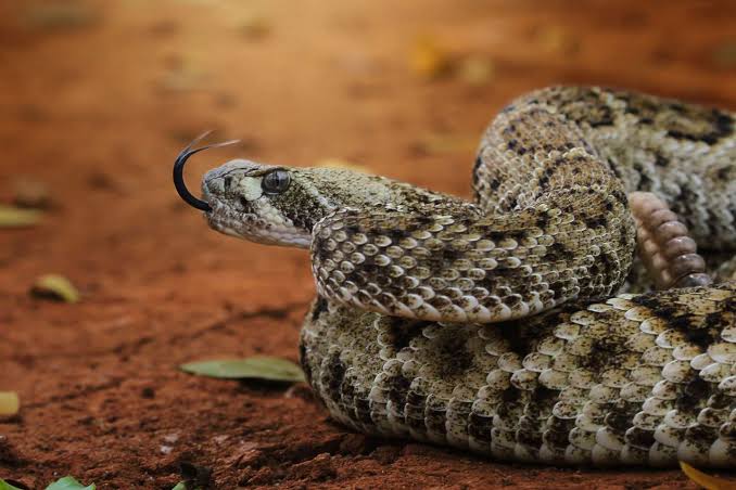 loopet_X's tweet photo. Loopet Animal of the Day: Viper π
Vipers are venomous snakes with long, hinged fangs. They wait perfectly still, then strike faster than the blink of an eye.
#loopetTG #loopet #animal #web3 #solana #saveanimal https://t.co/XRPRaxD7dp