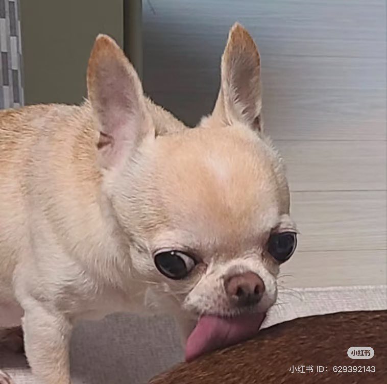 twaniimals tweet picture