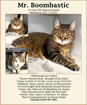PeterAskin1's tweet photo. Grandma "Mr. Boombastic" be still alive
& needs care & wants to thrive!
At NYC ACC there is death
so we must save while SHE has breath!
Adopt this sweet girl
(& Ms. Lover Lover too & give both a whirl)!
Pledges would be fine
& for this GIRL & a great sign!
Tag @sachikoko with pledges! 🙏
VERY URGENT!
https://t.co/6HZfQSTpua #nycacc #boroughbred