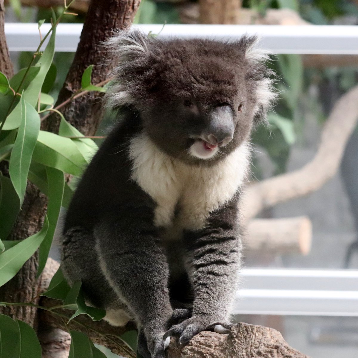 koala_totoi (@koala_totoi) / X